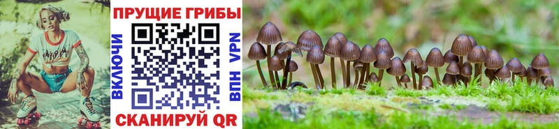 Псилоцибиновые грибы ЛСД  дарнет шоп  мега tor  Заозёрск 